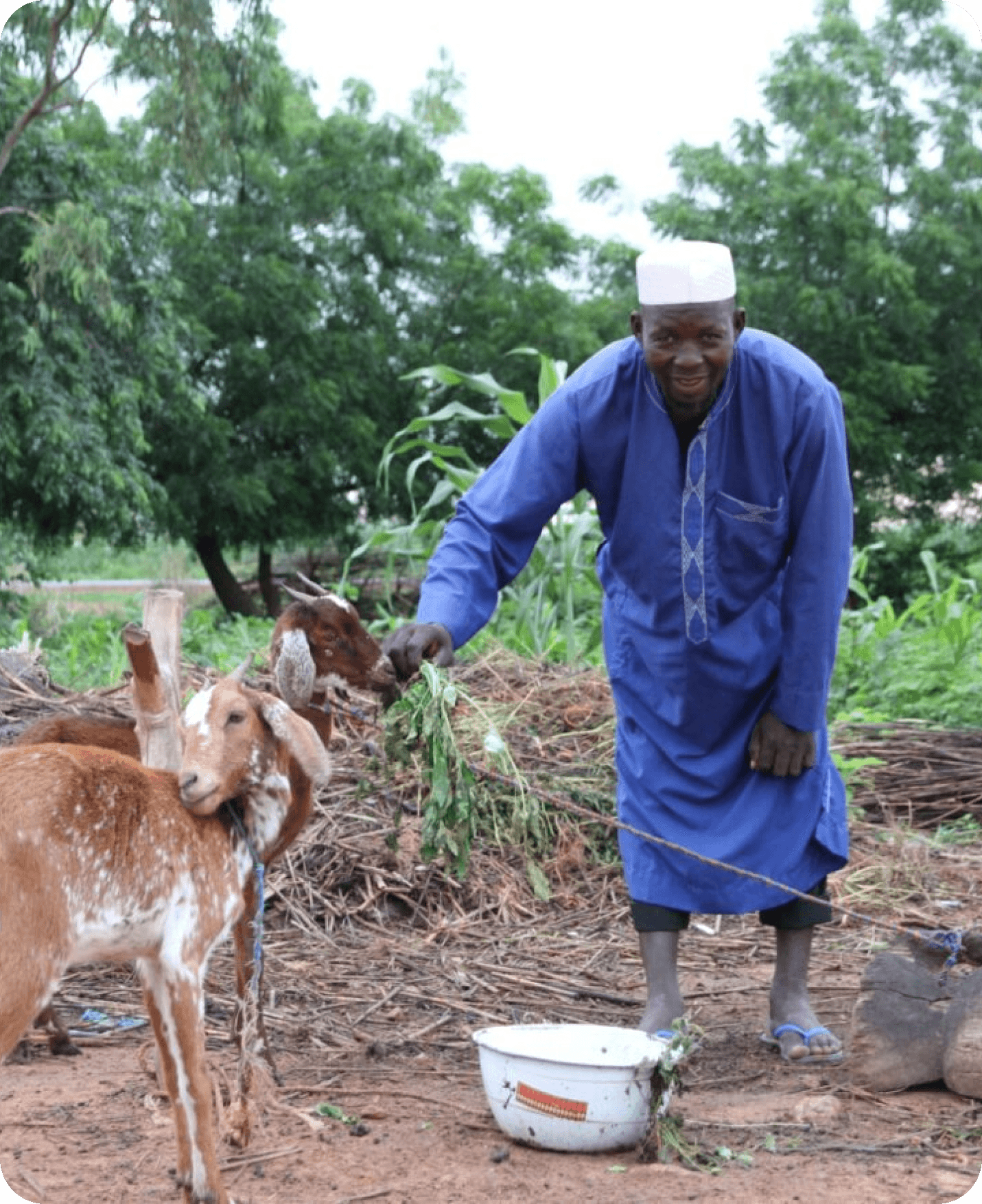 Goats provided to a farmer through Muntada Aid's livelihoods scheme in Niger